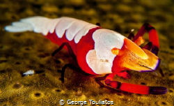 Emperor Shrimp by George Touliatos 